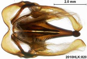 H varia capsule ventral