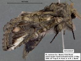 1674 Heterocampa new species - Copy