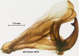 Heterocampa n sp 1679 capsule LL