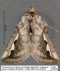 3749 Diduga argentilinea - Copy