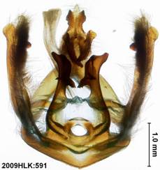 Didugua 591 capsule ventral 2 slanted forward