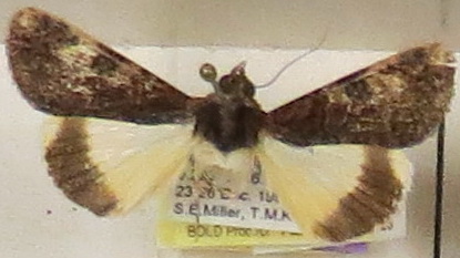 zzzprimulina female