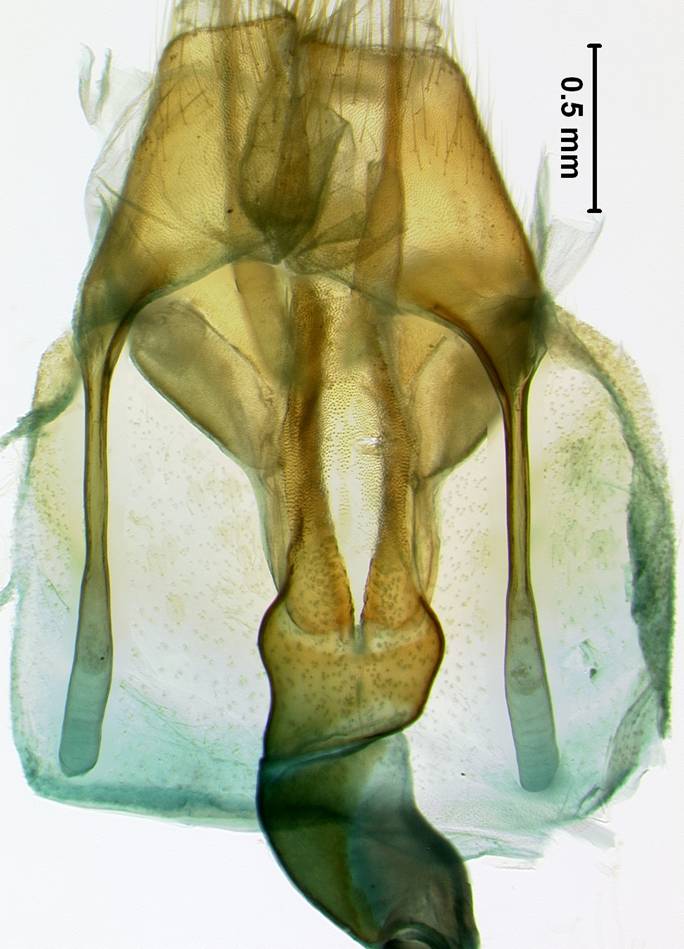 C primu 977 lamellae dorsalMontage sb