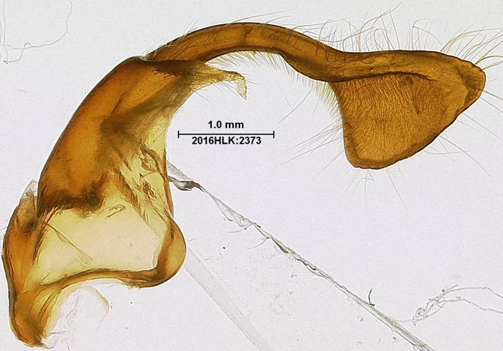 Z strig 2373 valvae ventral slanted up left