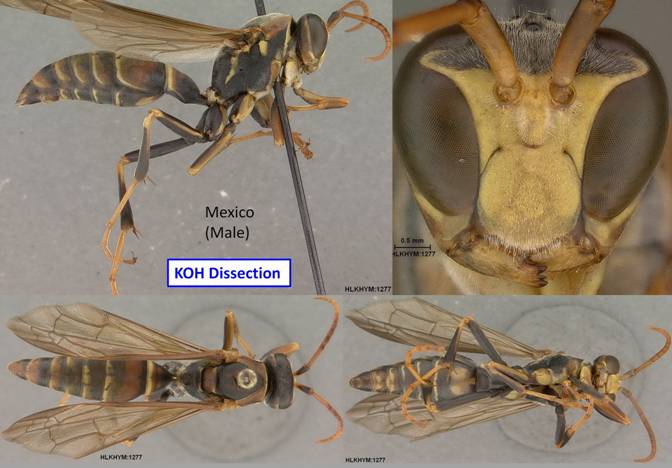 Polistes instabilis male_resize