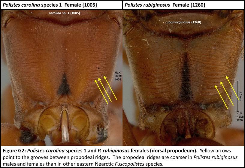 FigureG2_resize